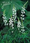 LINARIA purpurea  'Springside White' Portion(en)