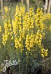 LINARIA vulgaris   Portion(s)