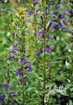 LOBELIA sessilifolia   Portion(en)