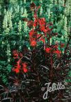 LOBELIA fulgens  'Queen Victoria' Portion(s)