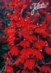 LOBELIA speciosa F1 Starship-Serie 'Starship Scarlet'