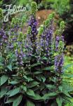 LOBELIA siphilitica   Portion(en)