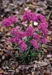 LYCHNIS alpina  'Lely Deep Rose'(TM) Portion(en)