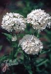 LYCHNIS chalcedonica  'Rauhreif' Portion(en)