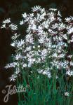 LYCHNIS flos-cuculi  'White Robin'