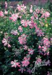 LAVATERA cachemiriana   Seeds