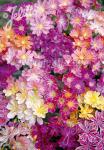 LEWISIA Cotyledon-Hybr.  'Regenbogen' Seeds