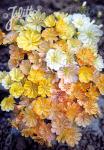 LEWISIA Cotyledon-Hybr. Sunset-Series 'Sunset Golden-Yellow' Seeds