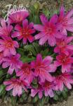 LEWISIA Longipetala-Hybr. Little-Series 'Little Raspberry' Seeds