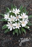 LEWISIA Longipetala-Hybr. Little-Serie 'Little Snowberry' Korn