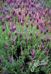 LAVANDULA pedunculata   Portion(s)