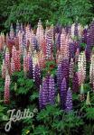 LUPINUS Perennis-Hybr. Russell 'Russellmischung'