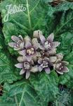 MANDRAGORA officinarum   Portion(s)