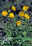 MECONOPSIS cambrica   Portion(en)