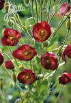 MECONOPSIS napaulensis hort.  