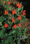 MIMULUS cardinalis   Portion(en)