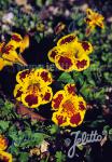 MIMULUS luteus  'Tigrinus Grandiflorus Mixture' Portion(s)