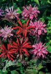 MONARDA didyma  'Rote Töne'