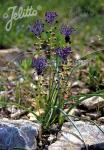 MUSCARI comosum   Portion(en)