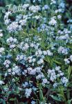 MYOSOTIS scorpioides   Portion(en)