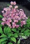 MYOSOTIS sylvatica compacta Victoria-Series 'Victoria Pink' Portion(s)