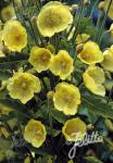 MECONOPSIS paniculata   Korn