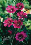 MALVA sylvestris ssp. mauritiana  