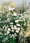 Perennial Mix white colors, low, up to 30 cm