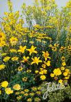 Perennial Mix yellow colors, low, up to 30 cm