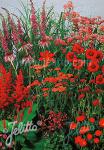 Perennial Mix red colors, low, up to 30 cm