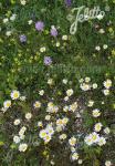 Wildflowermix for poor soils on extensive locations