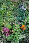 Basic Herbal Plant Mix for Green Roofs
