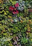 SEDUM mix England-South Scandinavia Portion(s)