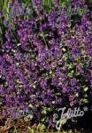 NEPETA racemosa  'Felix' Portion(en)