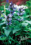 NEPETA clarkei   Portion(s)