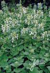 NEPETA racemosa  'Alba'