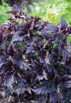 OCIMUM basilicum  'Purple Ruffles'
