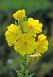 OENOTHERA biennis  