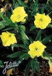 OENOTHERA macrocarpa   Portion(en)