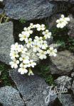 OURISIA caespitosa  