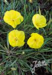 OENOTHERA macrocarpa ssp. fremontii  'Silver Wings'