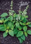 OCIMUM americanum  'Typ Lime'