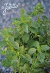 OCIMUM basilicum  'Typ Fino Verde'