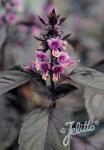 OCIMUM basilicum  'Typ Dark Opal' Portion(en)