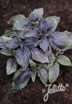 OCIMUM basilicum  'Ararat' Portion(en)