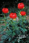 PAEONIA peregrina  