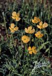 PAPAVER atlanticum  