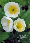 PAPAVER Nudicaule-Hybr. Champagne Bubbles F1-Series 'Champagne Bubbles F1 White' Portion(s)