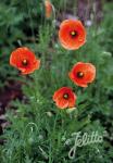 PAPAVER dubium   Portion(s)