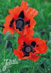 PAPAVER Orientale-Hybr.  'Brilliant'